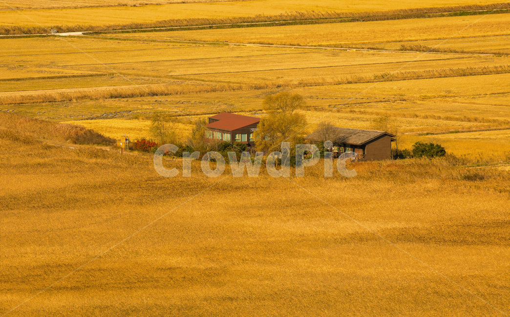 Suncheon,forest,reed forest,pattern,yellow,scenery,scene,path,Reed,road,Suncheon Bay,sight,season,land,forest road,Mud,Maple,sky,ebb,nature,waterway,swamp,water,yellow reed,mud field,outdoors,plant,earth,autumn,mud