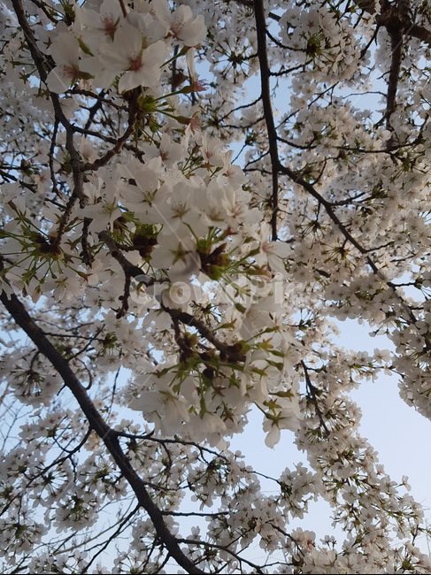 봄,벚꽃,벚꽃나무,꽃,cherryblossom,풍경,배경,배경이미지,감성,봄,계절,spring,season,plant,식물,flower,blossom