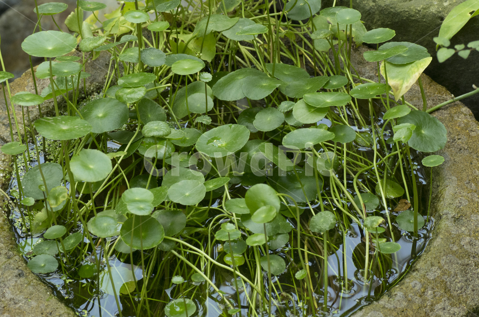 수생식물,물가,연못,잎,식물,식물,자연,plants,nature