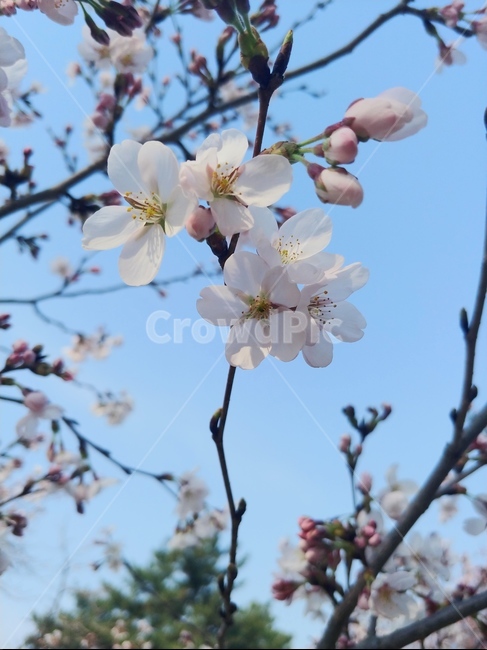 벛꽃,벚꽃나무,봄,벚꽃송이,하늘,나무,꽃,꽃잎,꽃송이,spring,tree