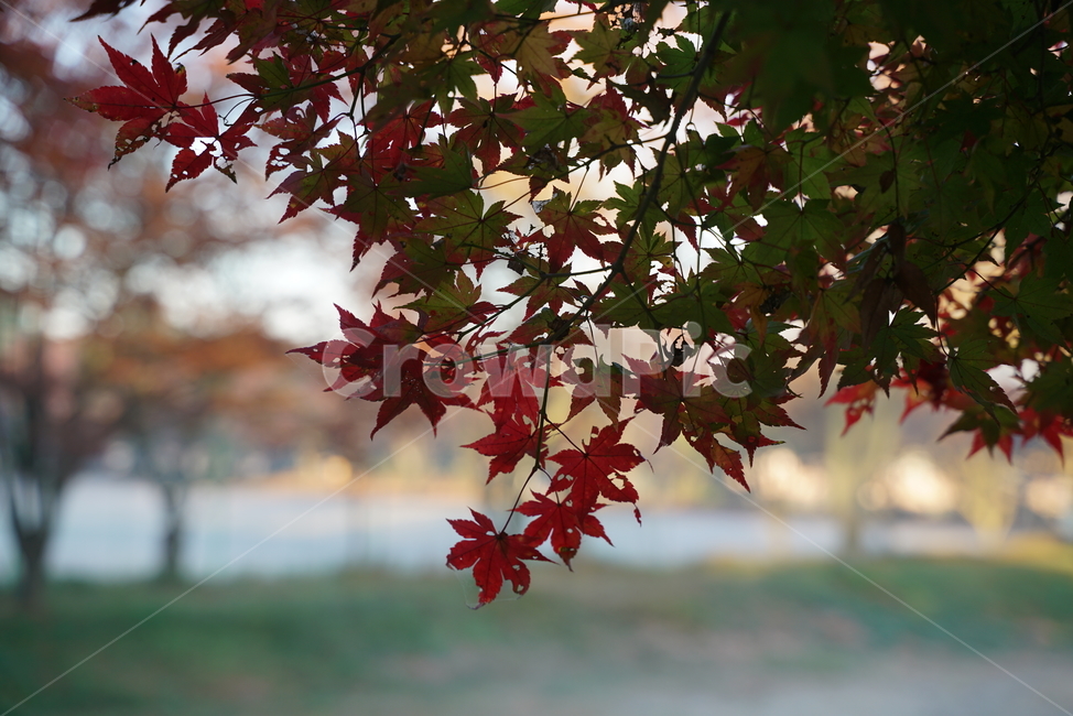가을단풍,엽록소,가을,leaf,plant,식물,tree,나무,maple,단풍,가을,계절,fall,autumn,season