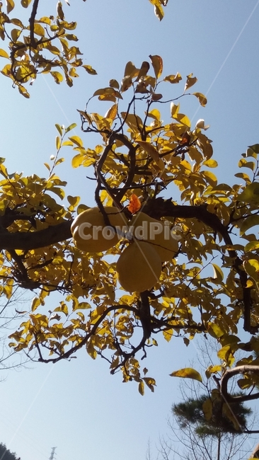모과,모과나무,결실,가을,하늘,노란,yellow,가을,계절,fall,autumn,season,식물,자연,plants,nature,과일,열매,fruit,plant,food,음식