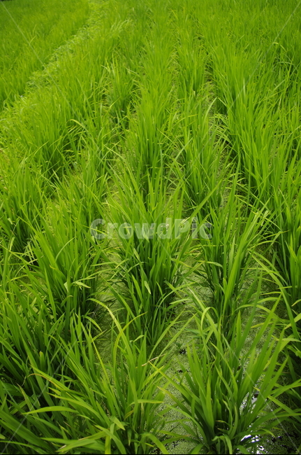 벼,논,식물,초록,plant,자연