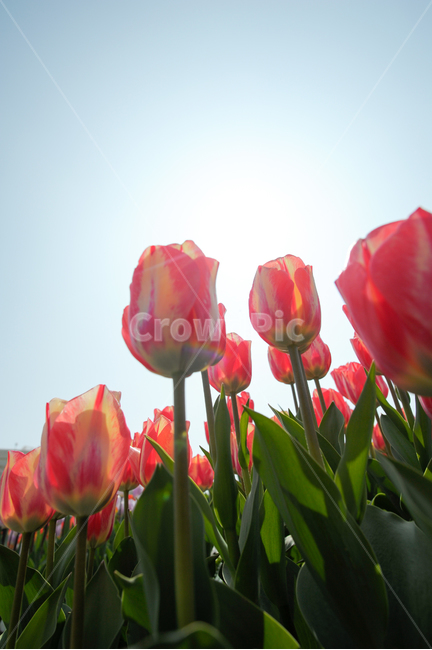 튤립,꽃,빛,봄,놀이동산,에버랜드,RepublicofKorea,봄,계절,spring,season,식물,자연,plants,nature,꽃,flower,plant,blossom