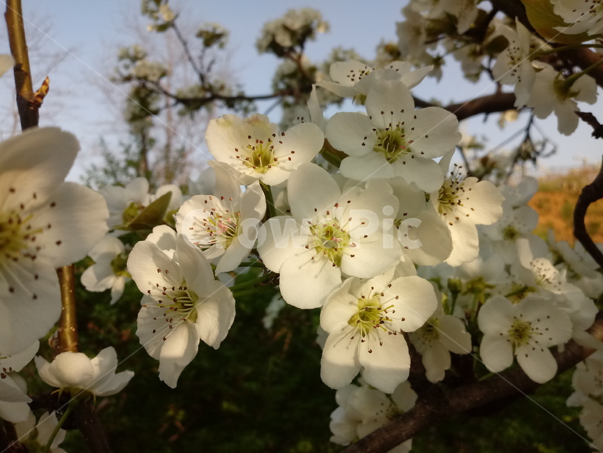 배꽃,peartree,장미과,백색꽃,낙엽활엽소교목과수용,관상용,식용,약용