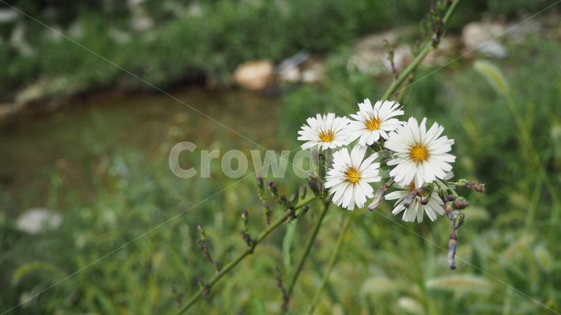 야생화,꽃,데이지,wildflower,flower,daisy,blossom,식물,식물,자연,plants,nature,꽃,flower