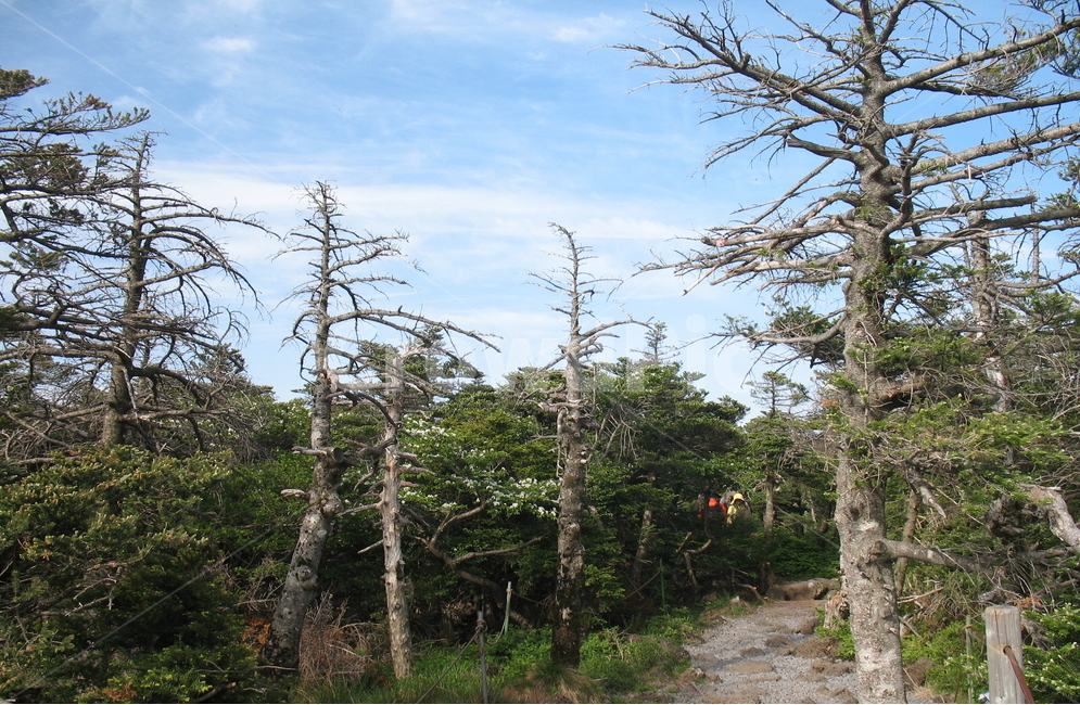 한라산,영실코스,주목군락지,주목,하늘,봄,자연,풍경,nature,landscape,식물,plants,나무,trees,wood,tree,plant