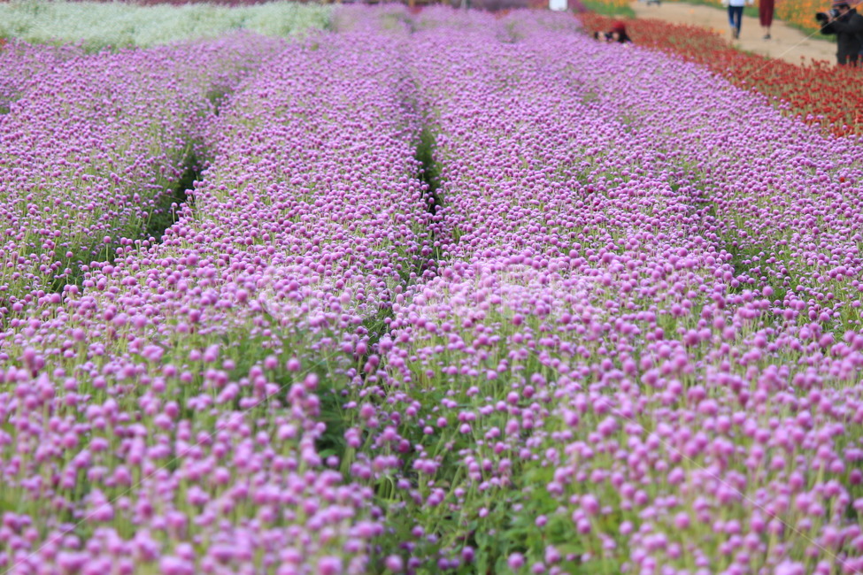 천일홍,보라,꽃,식물,자연,꽃무리,purple,plant,plower,식물,자연,plants,nature,꽃,flower