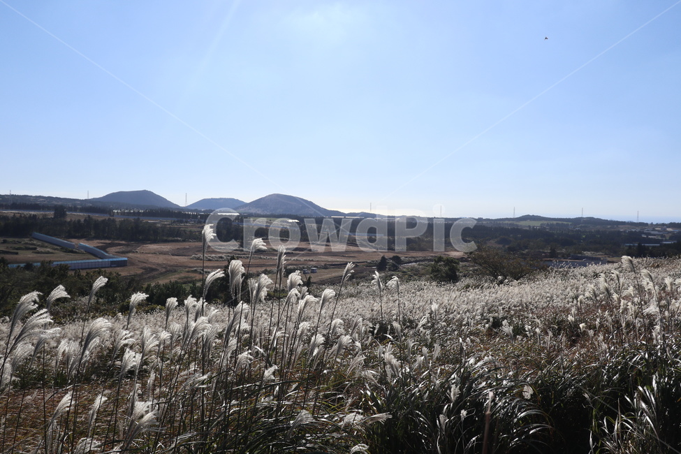 제주도,새별오름,오름,억새,식물,잔디,nature,grass,plant,outdoors,옥외,자연,가을,계절,fall,autumn,season,자연,풍경,nature,landscape,식물,plants