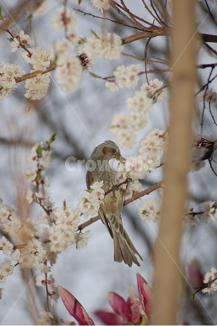 자연,봄,꽃,봄꽃,벚꽃,Nature,spring,새,직박구리,봄,계절,spring,season,식물,자연,plants,nature,꽃,flower,동물,animal,조류,새,birds,bird