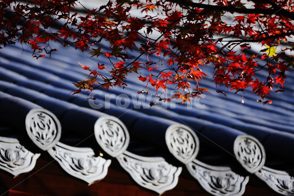 가을,붉은색,단풍,나무,낙옆,산,가을,계절,fall,autumn,season,한국전통,한국문화,korean traditional,korean culture,건축물,건물외관,exterior,building,structure,architecture,construction