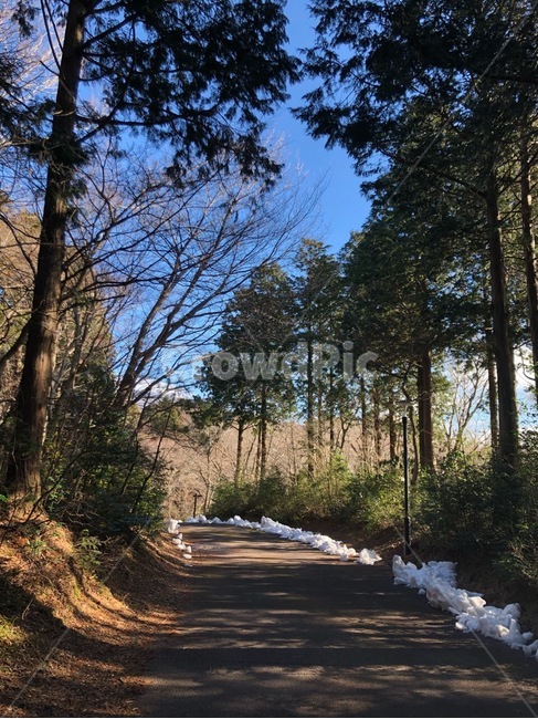숲길,산책로,오솔길,pathway,wood