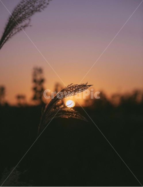 nature,자연,outdoors,옥외,일몰,노을,가을,계절,fall,autumn,season