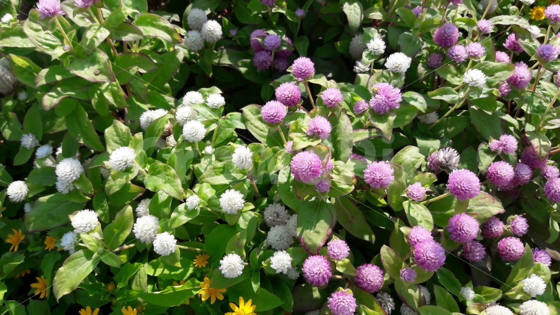 꽃,보라,흰색,노랑,초록,식물,자연,plants,nature,꽃,flower