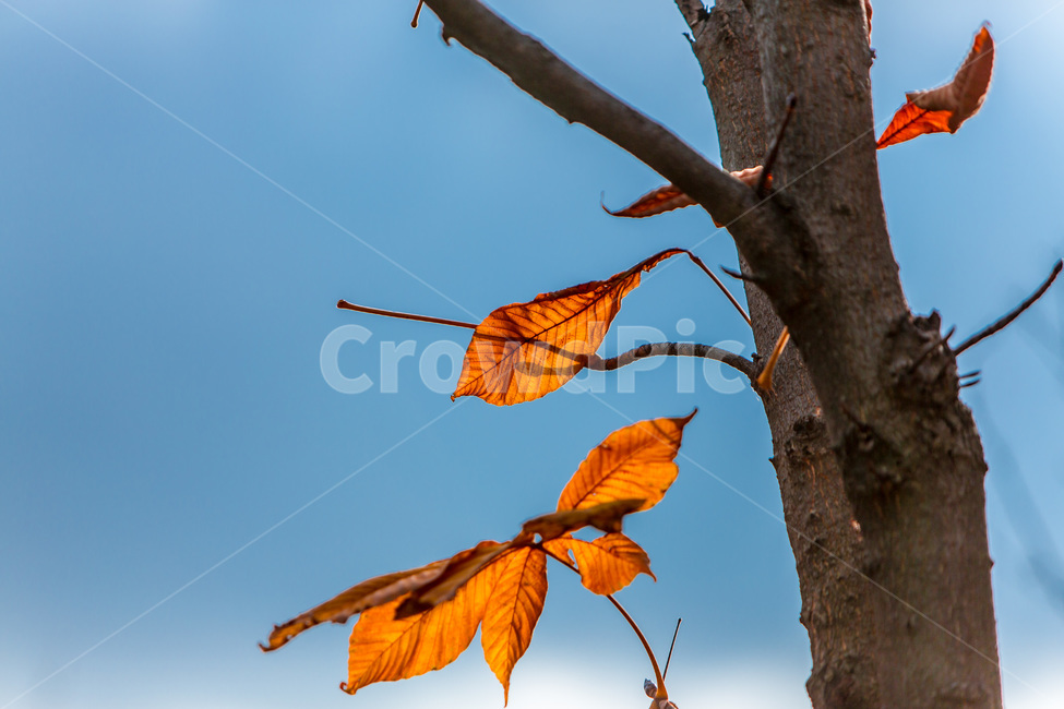 가을,낙엽,단풍,하늘,자연,풍경,고목,가을,계절,fall,autumn,season,식물,자연,plants,nature,나무,trees,wood,veins,정맥