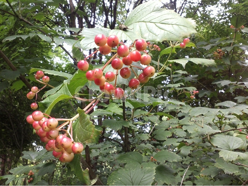 백당나무,인동과,불두수,붉은열매,가을열매,식물,자연,plants,nature,과일,열매,fruit