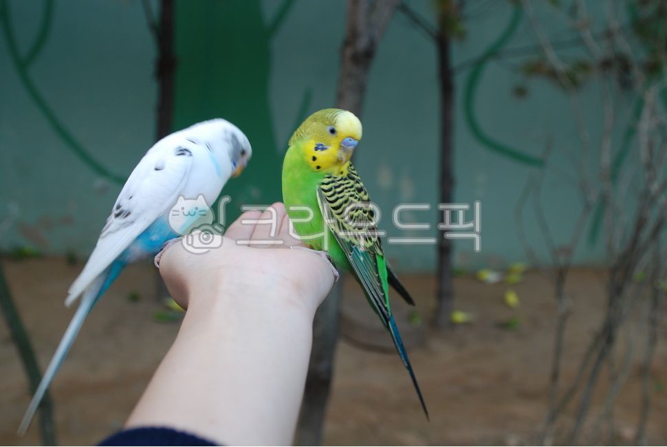 animal, 동물, bird, 새, parakeet, 사진,이미지,일러스트,캘리그라피 - 비주언니작가