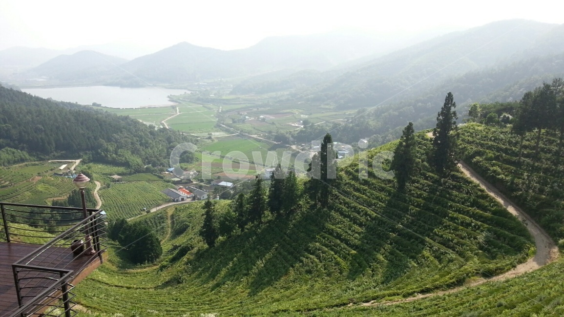 slope,경사,nature,자연,outdoors,옥외,녹차,greentea,초록,green,여름,summer,밭,field,차밭,teafield
