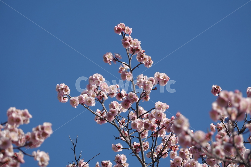 식물,꽃,벚꽃,봄,plkant,blossom,flower,cherryblossom,봄,계절,spring,season,식물,자연,plants,nature,꽃,flower