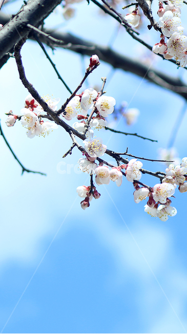 매화,매실나무,꽃,봄,파란하늘,깨끗한하늘,식물,flower,blossom,자연