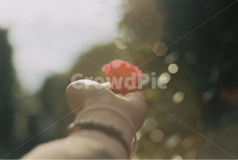 꽃,동백꽃,동백,겨울,손,플레어,플래어,flare,flower,flowers,snoww,winter,hand,보케,몽글몽글,감성,sensible,feeling
