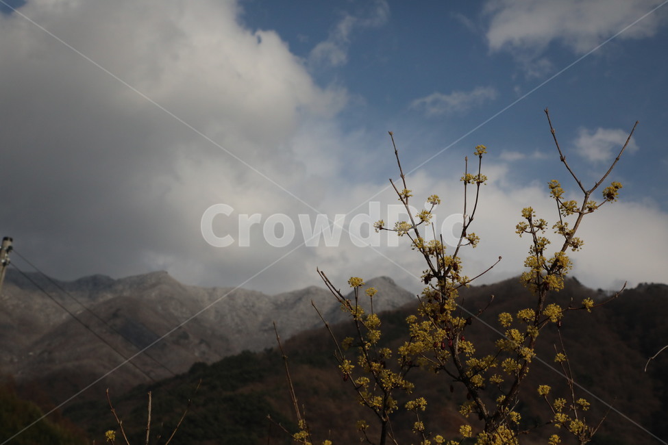봄,산수유,자연,풍경,꽃,시골,길,산,계곡,봄,계절,spring,season,식물,자연,plants,nature,꽃,flower,outdoors,옥외,mountain range,산맥,mountain
