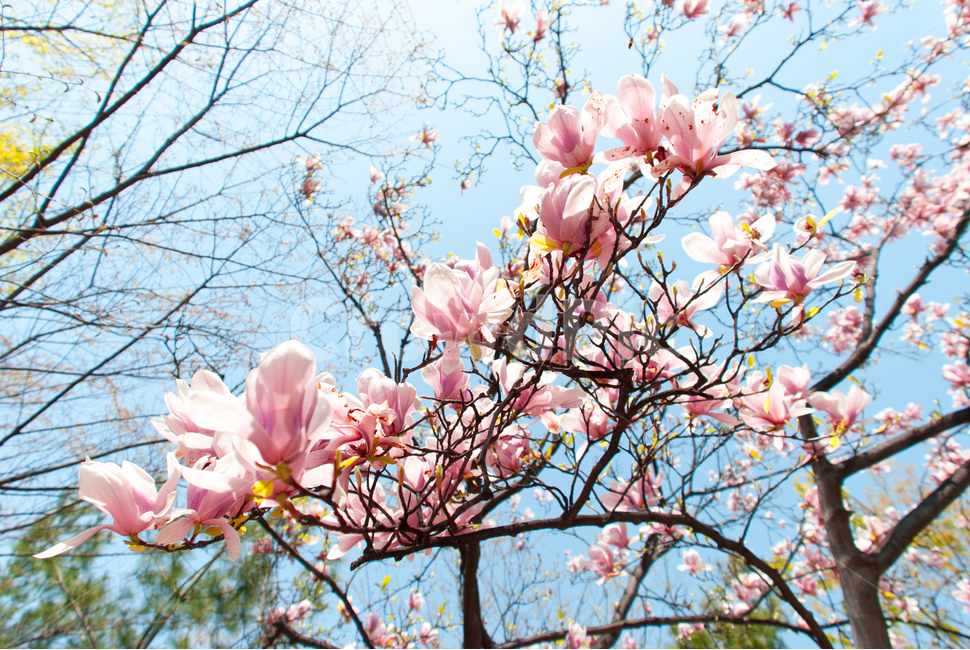 봄,꽃,목련,배경,자연,풍경,하늘,나무,공원,식물,계절,축제,조경,나뭇가지,시골,경치,화사한,핑크,향기,분홍,맑음,spring,season,flower,아름다운,자목련,생화,만개,만발,봄,계절,spring,season,식물,자연,plants,nature,꽃,flower,plant,blossom,cherry blossom,벚꽃