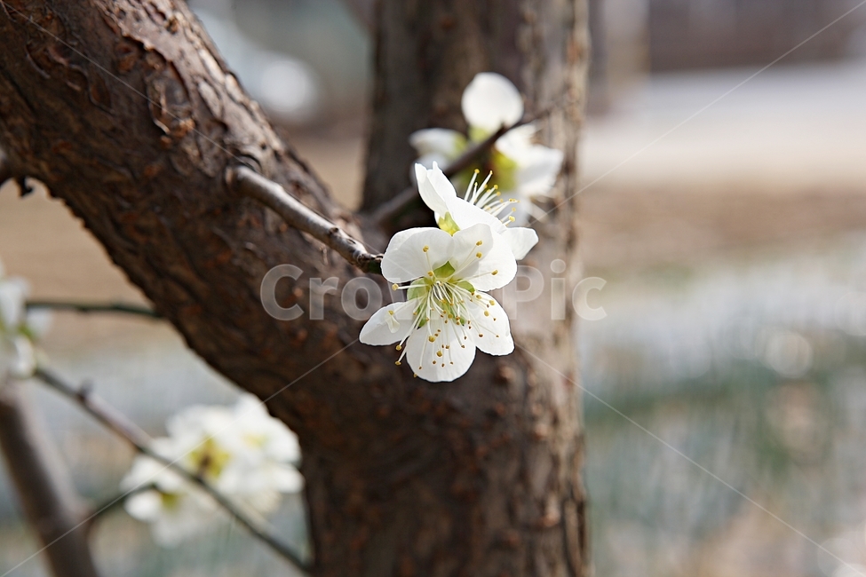매화꽃,매화,꽃,꽃잎,봄꽃,봄,공원,식물,자연,식물,자연,plants,nature,꽃,flower