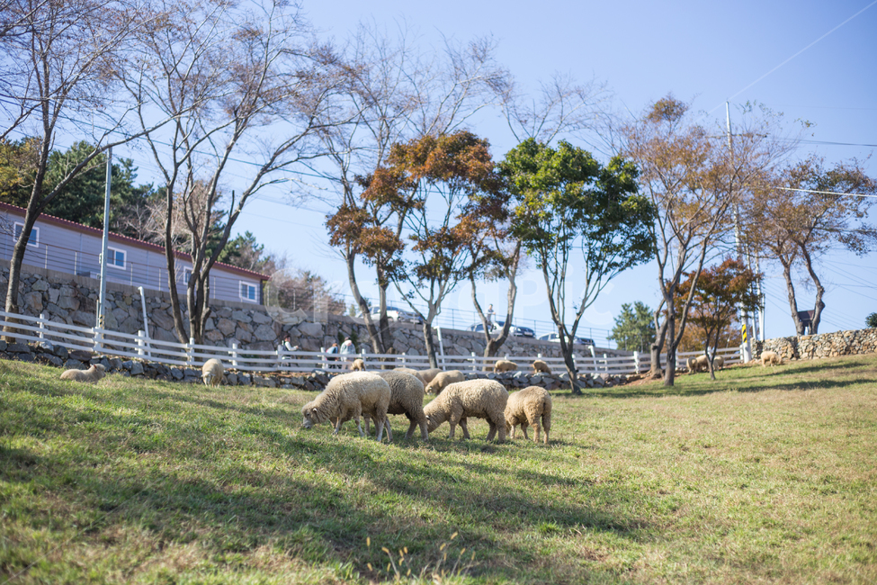 animal,동물,mammal,포유류,nature,sheep,outdoors,옥외,field,들,countryside,목초지,grassland,남해,잔디,초원,풍경,자연,양,목장,동물,animal,목축업,목장,livestock farming,ranching,pasture