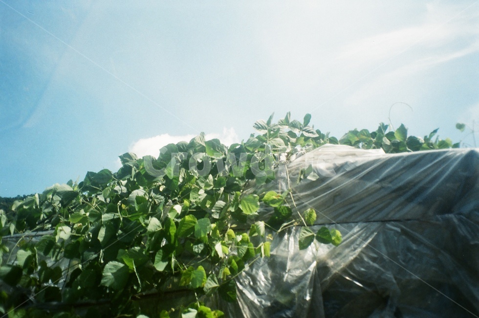 구름,하늘,시골,자연풍경,시골풍경,자연,sky,nature,맑음,식물,자연,plants,nature