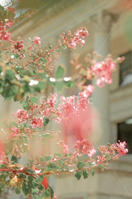 봄,꽃,나무,감성,석조전,식물,자연,plants,nature,꽃,flower,감성,sensible,feeling