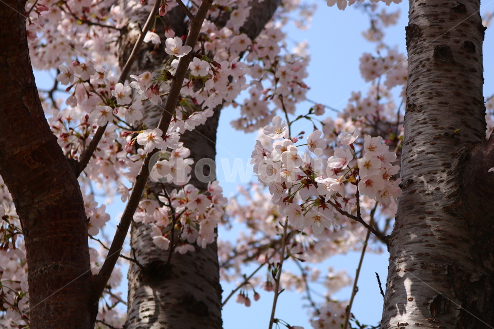 벚꽃,순결,봄,봄꽃,감성,식물,자연,plants,nature,꽃,flower