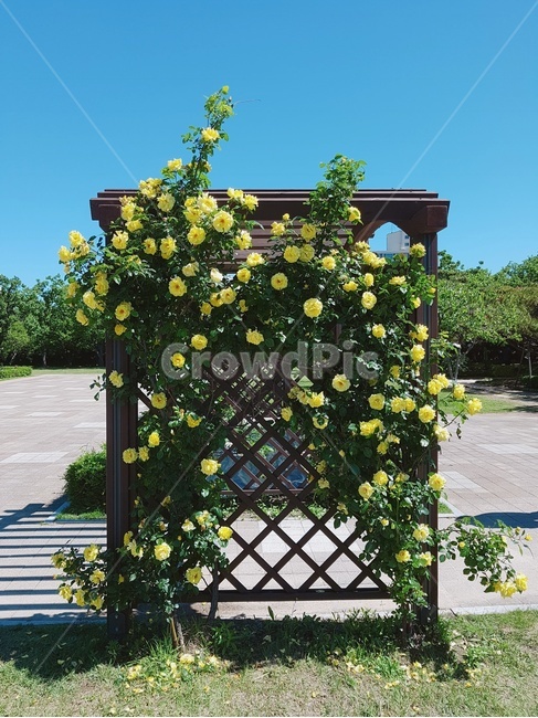 장미,rose,노란장미,식물,plant