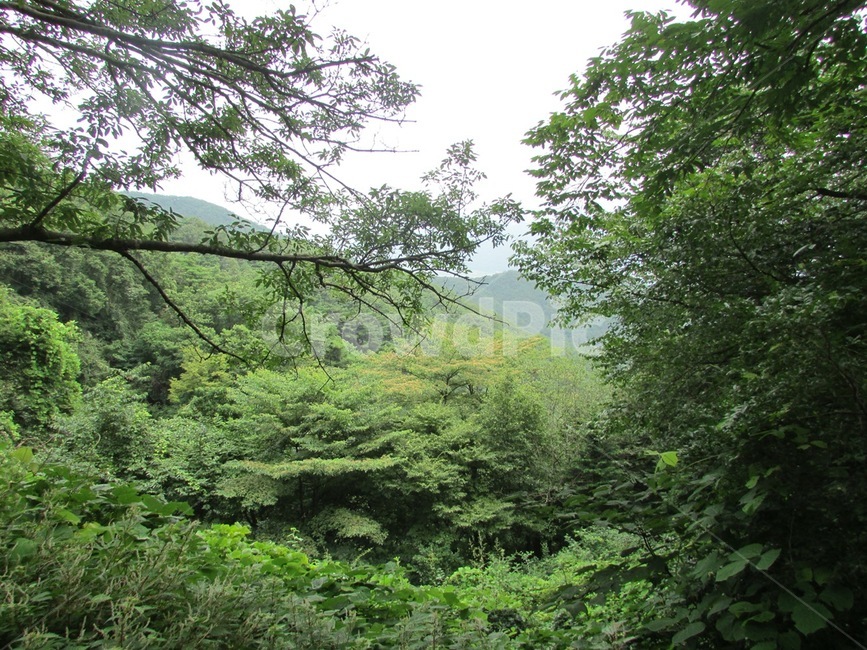 숲,나뭇잎,나무,산,초록,식물