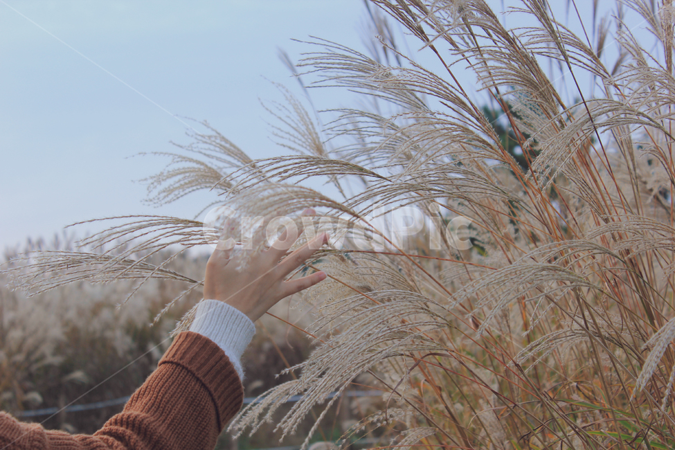 가을,가을분위기,감성사진,손,여자,가을풍경,계절,시즌,인물,억새,가을,계절,fall,autumn,season,감성,sensible,feeling