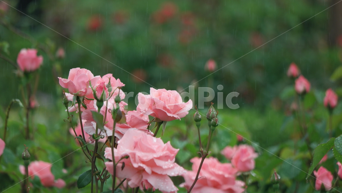 장미꽃,장미,장미원,로즈,로즈가든,식물,자연,plants,nature,꽃,flower