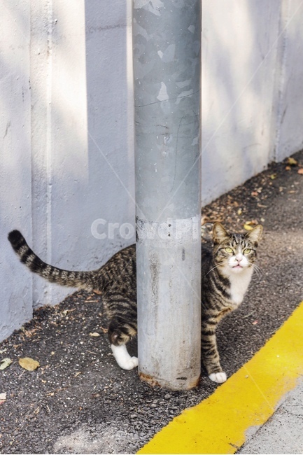 산책,고양이,길고양이,cat,한옥,동물,animal,포유류,mammal,고양이,cat,kitten,kitty