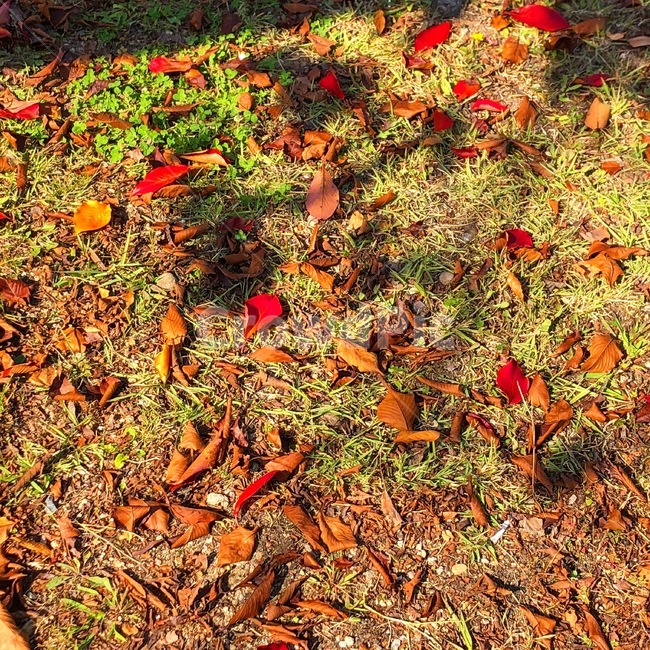 낙엽,가을,나뭇잎,한국,단풍,가을,계절,fall,autumn,season,ground,바닥