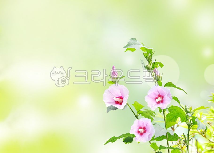 symbol,paint,southkorea,independence,Memorial Day,spring,drawing,webpage,love of country,day,decoration,august,backdrop,Hangul Day,edit,Constitution Day,Anniversary,sacrifice,national holiday,composite image,korea,Design editor,celebration,background,kore