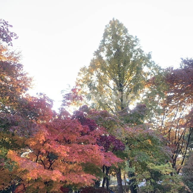 tree,나무,plant,식물,maple,단풍,가을,계절,fall,autumn,season,식물,자연,plants,nature,나무,trees,wood