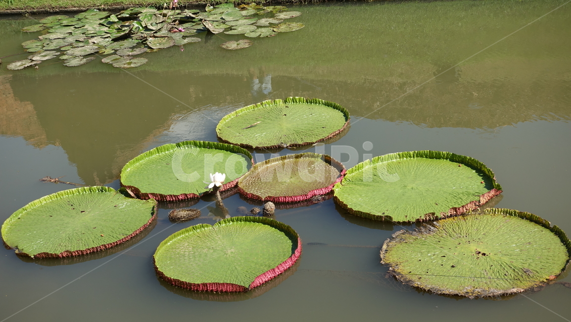 plant,식물,blossom,lily,백합,flower,꽃,pondlily,연못백합,수련,summer,여름