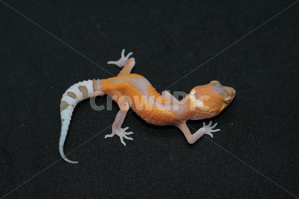 rare animal,leopard gecko,animal,reptile,leopardgecko,lizard