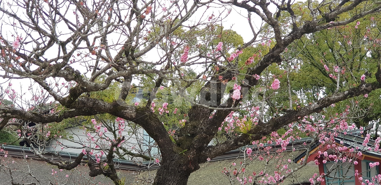 식물,꽃,flower,plant,매화