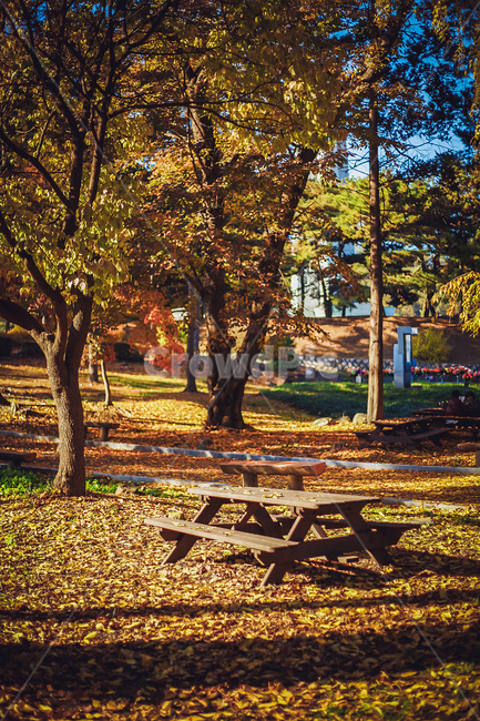 단풍,감성,공원,노을,길,산책길,손,역광,가을,계절,fall,autumn,season,자연,풍경,nature,landscape,tree,나무,plant,식물,tree trunk,나무 줄기