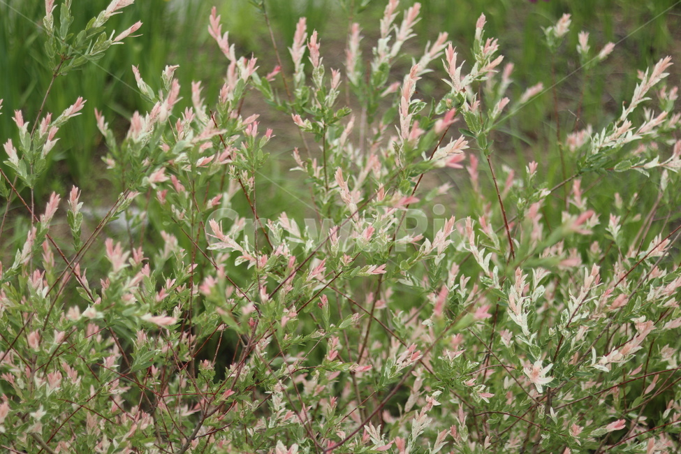 오색버드나무,자연,풍경,핑크,흰색,봄,식물,자연,plants,nature
