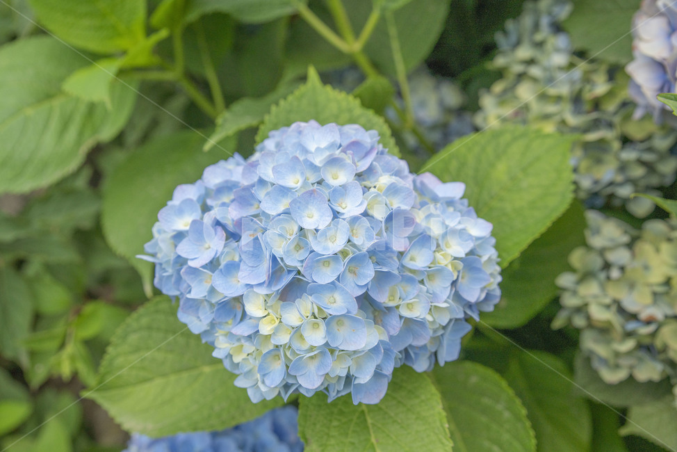 꽃,여름꽃,수국,제주도수국,여름수국