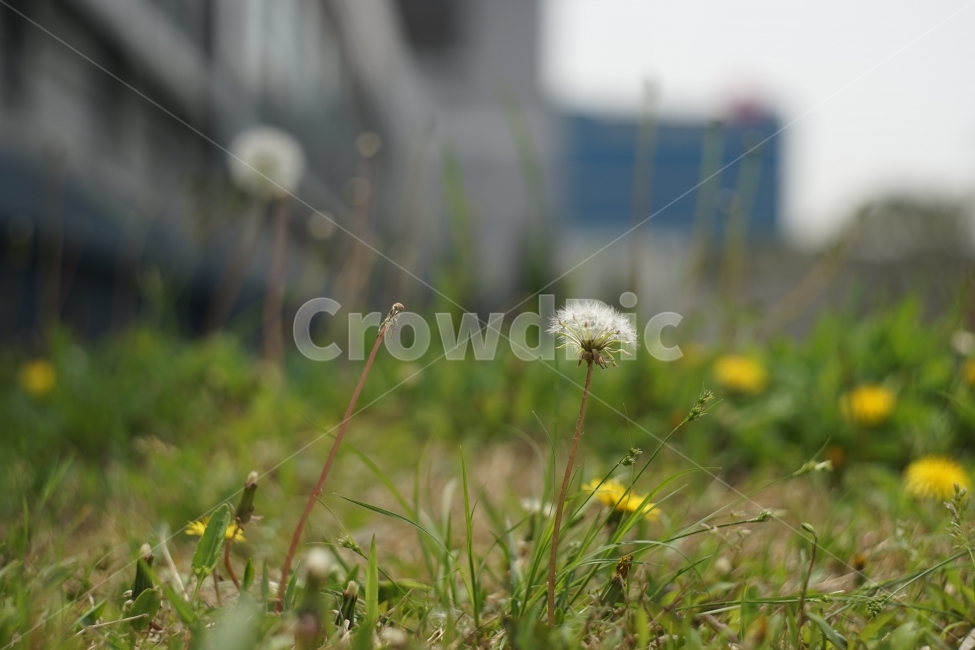 꽃,flower,풍경,landscape,민들레,봄,spring,계절,season,자연,생동감,fresh,nature,감성,길거리,street,식물,자연,plants,nature,꽃,flower