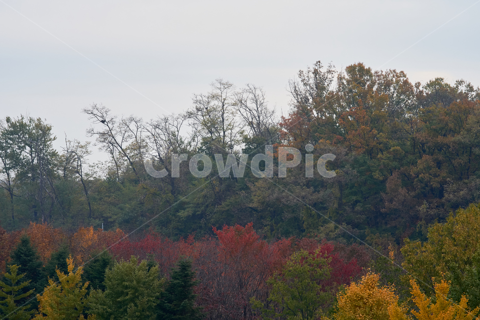 가을산,풍경,tree,나무,plant,단풍,nature,가을,계절,fall,autumn,season