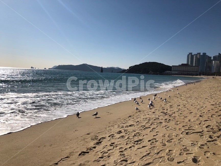 부산,바다,해수욕장,해운대,갈매기,해변,바다,beach,sea