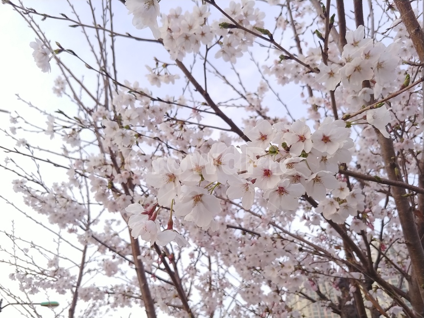 벚꽃,꽃,봄,공원,나무,식물